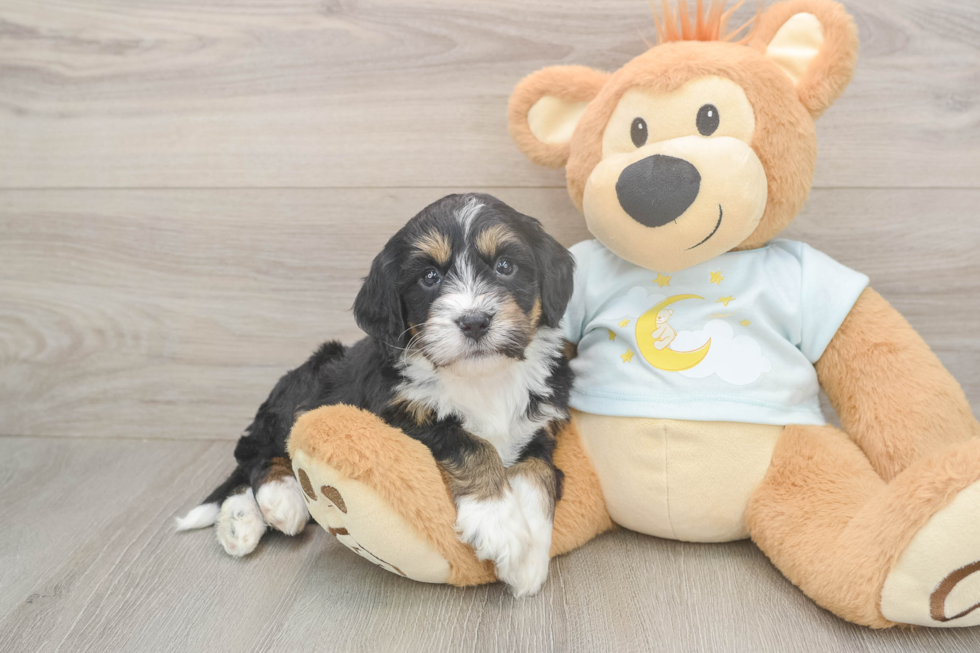 Meet Liam - our Mini Bernedoodle Puppy Photo  1/3 - Lone Star Pups Mini Bernedoodle Pup Being Cute