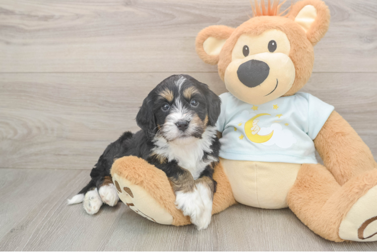 Meet Liam - our Mini Bernedoodle Puppy Photo  1/3 - Lone Star Pups Mini Bernedoodle Pup Being Cute