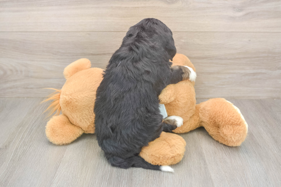 Meet Liam - our Mini Bernedoodle Puppy Photo  3/3 - Lone Star Pups Playful Bernadoodle Poodle Mix Puppy