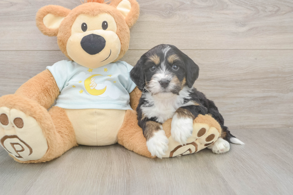 Meet Liam - our Mini Bernedoodle Puppy Photo  2/3 - Lone Star Pups Playful Mini Bernadoodle Poodle Mix Puppy
