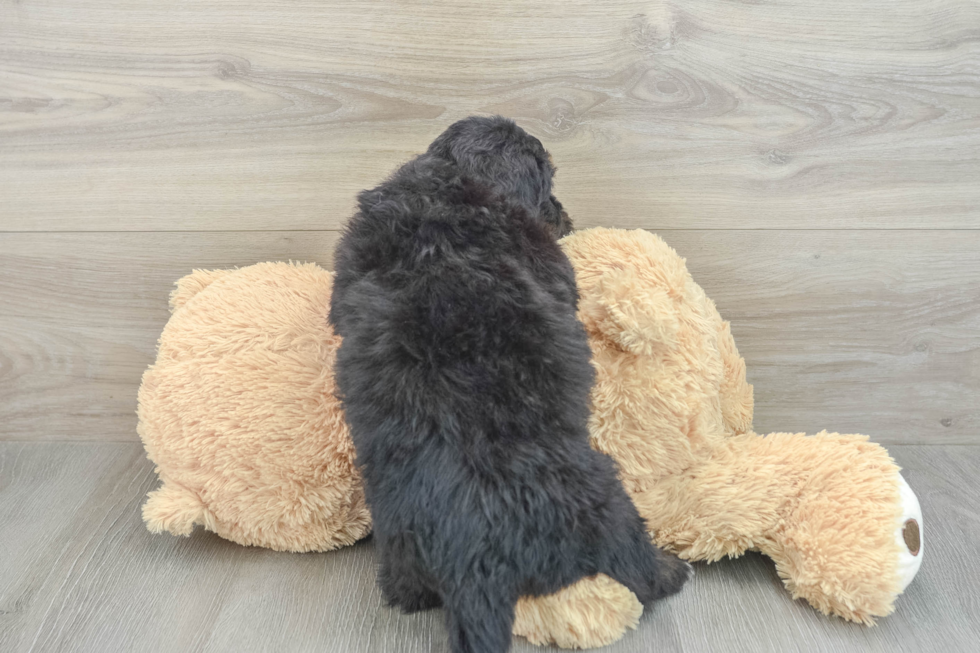 Adorable Mini Bernesepoo Poodle Mix Puppy