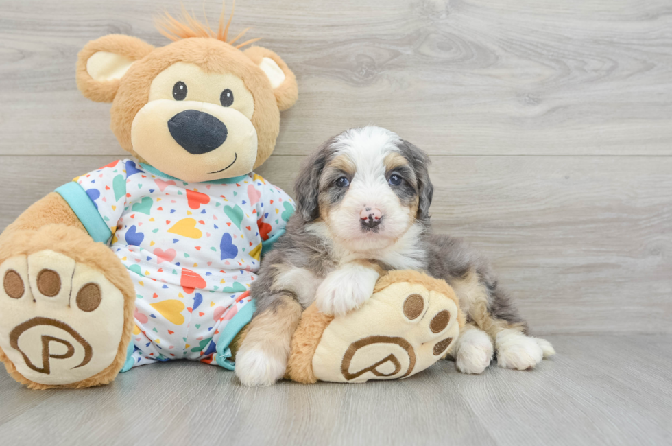 6 week old Mini Bernedoodle Puppy For Sale - Lone Star Pups