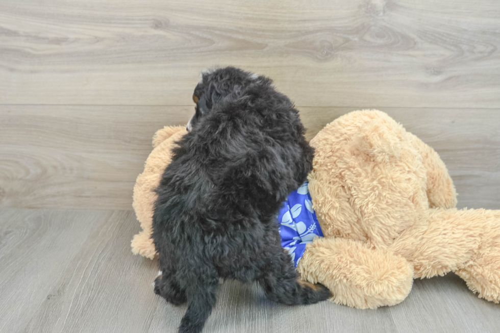 Little Mini Berniedoodle Poodle Mix Puppy