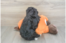 Smart Mini Bernedoodle Poodle Mix Pup