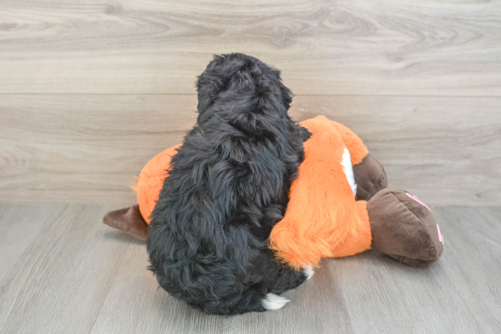 Smart Mini Bernedoodle Poodle Mix Pup
