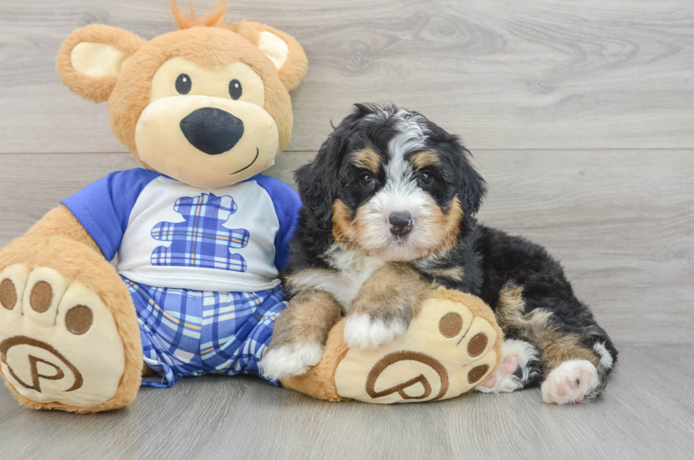 7 week old Mini Bernedoodle Puppy For Sale - Lone Star Pups