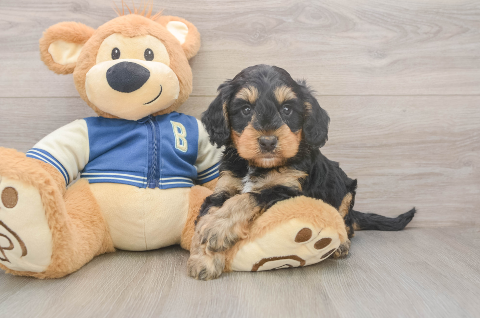 5 week old Mini Bernedoodle Puppy For Sale - Lone Star Pups