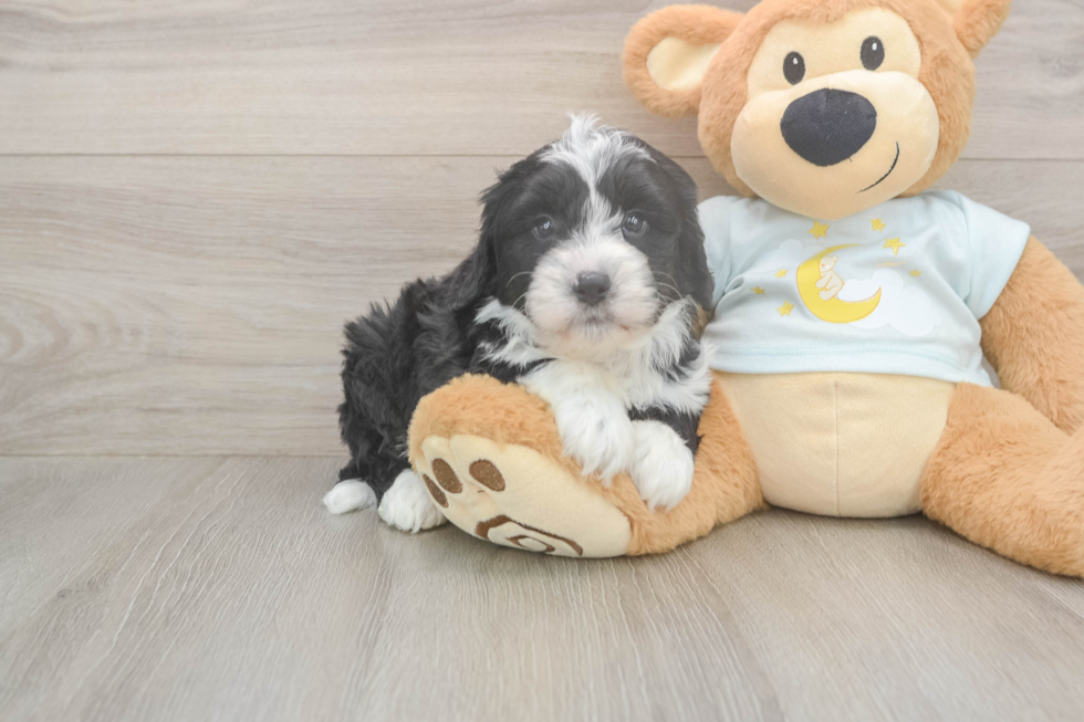 Meet Logan - our Mini Bernedoodle Puppy Photo  2/3 - Lone Star Pups Sweet Mini Bernedoodle Baby