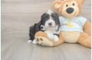 Meet Logan - our Mini Bernedoodle Puppy Photo  2/3 - Lone Star Pups Sweet Mini Bernedoodle Baby