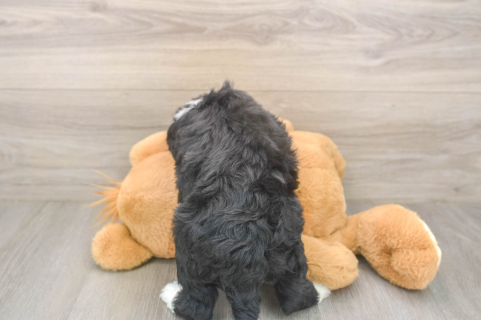 Meet Logan - our Mini Bernedoodle Puppy Photo  3/3 - Lone Star Pups Mini Bernedoodle Pup Being Cute