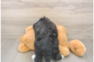 Meet Logan - our Mini Bernedoodle Puppy Photo  3/3 - Lone Star Pups Mini Bernedoodle Pup Being Cute