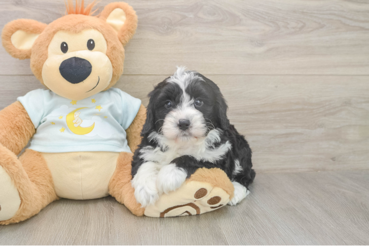 Playful Mini Bernepoo Poodle Mix Puppy