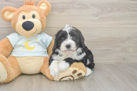 5 week old Mini Bernedoodle Puppy For Sale - Lone Star Pups Playful Mini Bernepoo Poodle Mix Puppy