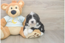 Meet Logan - our Mini Bernedoodle Puppy Photo  1/3 - Lone Star Pups Playful Mini Bernepoo Poodle Mix Puppy