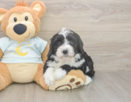 5 week old Mini Bernedoodle Puppy For Sale - Lone Star Pups 5 week old Mini Bernedoodle Puppy For Sale - Lone Star Pups