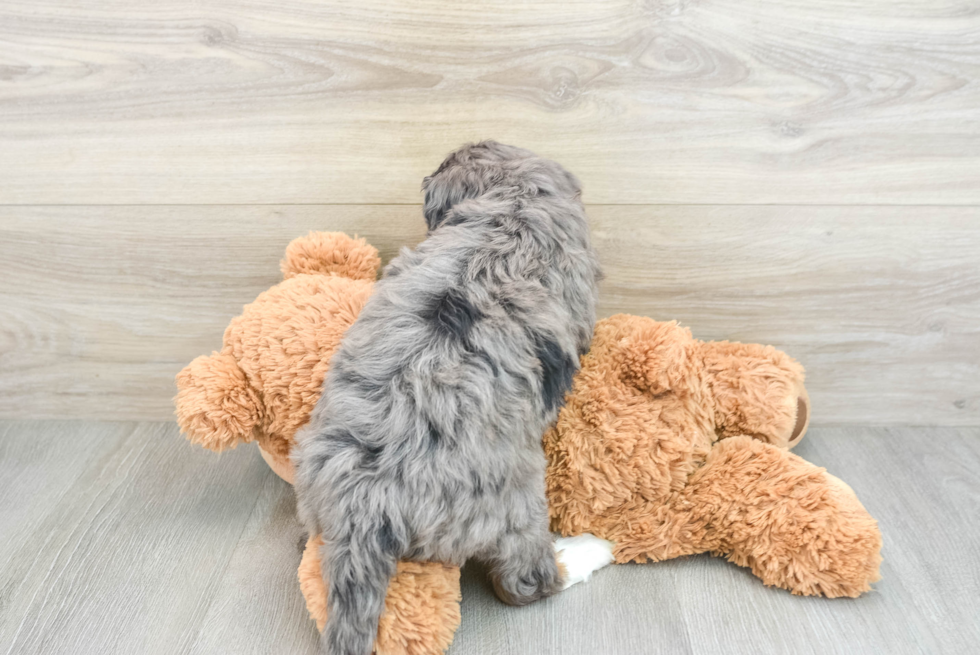 Mini Bernedoodle Puppy for Adoption