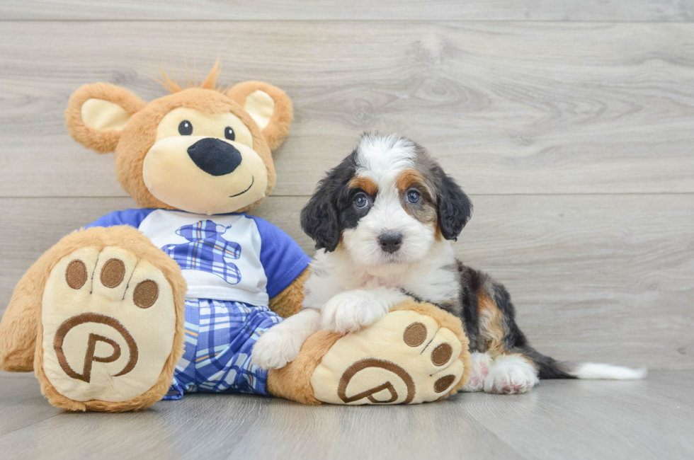 6 week old Mini Bernedoodle Puppy For Sale - Lone Star Pups