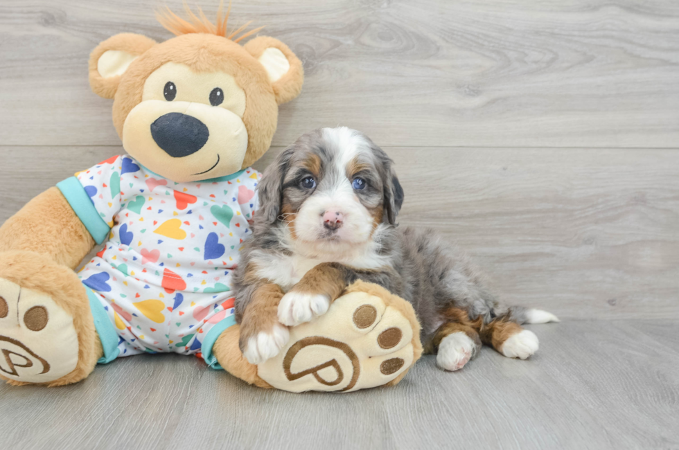 6 week old Mini Bernedoodle Puppy For Sale - Lone Star Pups