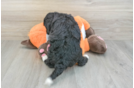 Mini Bernedoodle Pup Being Cute