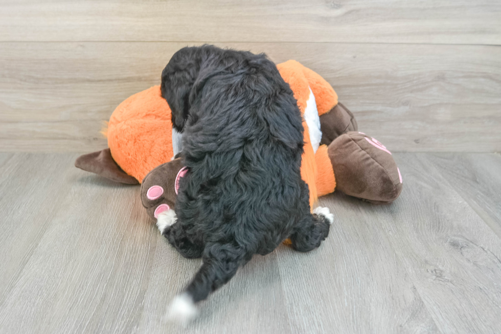 Mini Bernedoodle Pup Being Cute