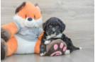 Fluffy Mini Bernedoodle Poodle Mix Pup