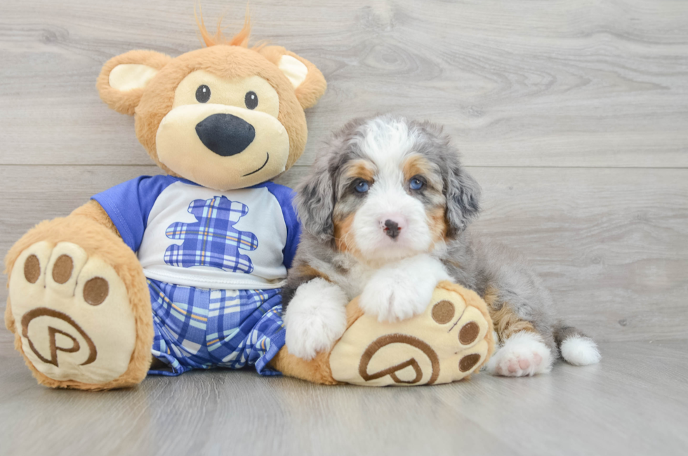 7 week old Mini Bernedoodle Puppy For Sale - Lone Star Pups