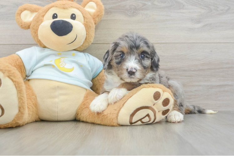 Cute Mini Bernedoodle Baby