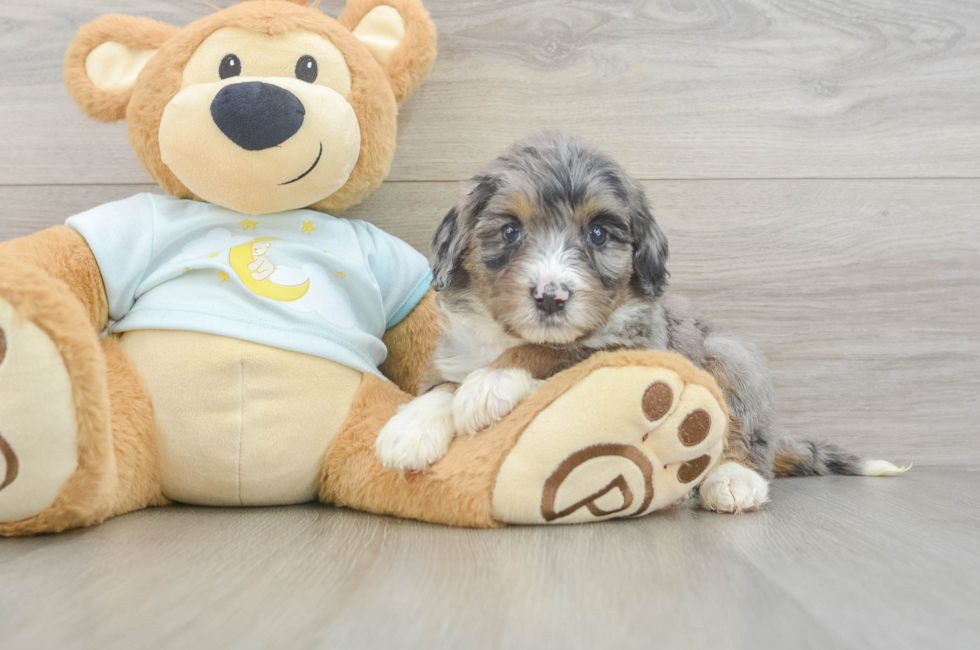 6 week old Mini Bernedoodle Puppy For Sale - Lone Star Pups
