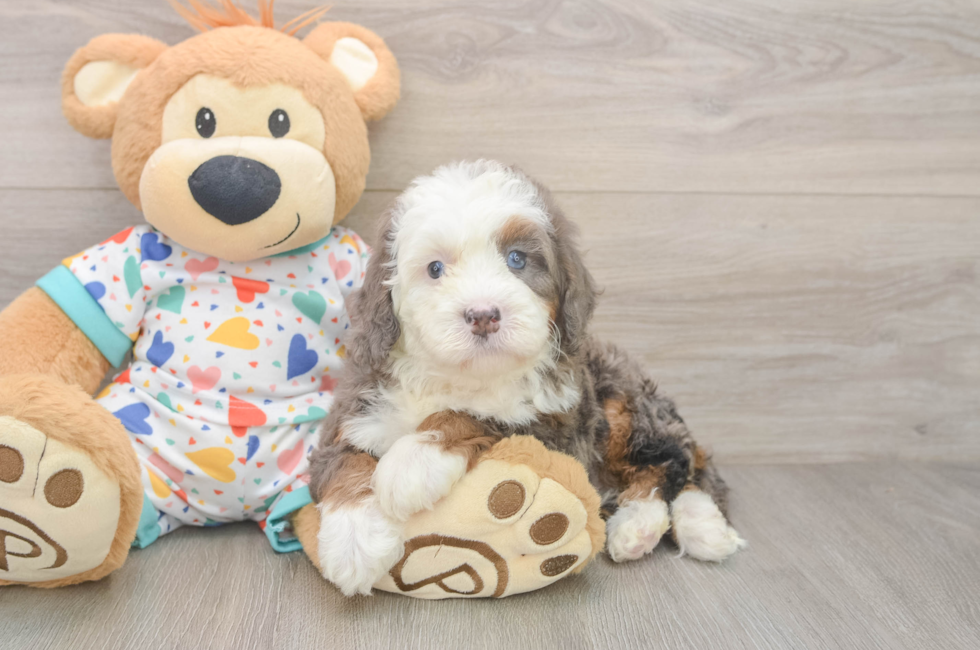 5 week old Mini Bernedoodle Puppy For Sale - Lone Star Pups