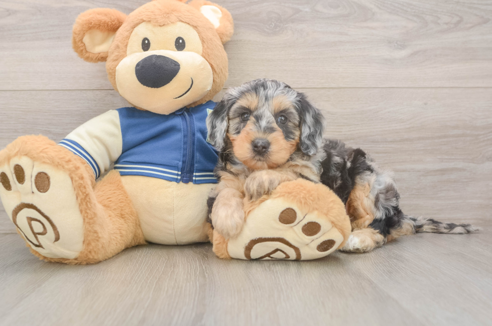 5 week old Mini Bernedoodle Puppy For Sale - Lone Star Pups