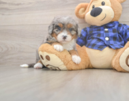 5 week old Mini Bernedoodle Puppy For Sale - Lone Star Pups