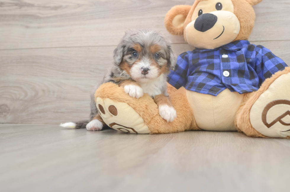 5 week old Mini Bernedoodle Puppy For Sale - Lone Star Pups