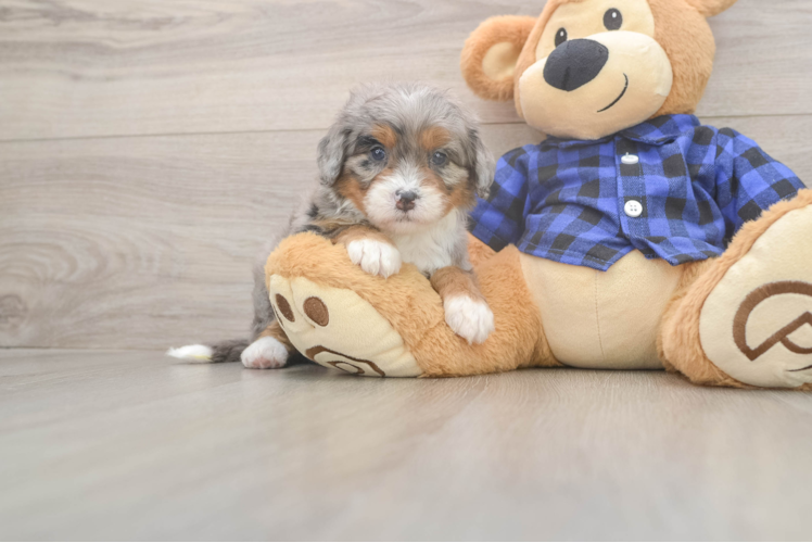 Meet Scout - our Mini Bernedoodle Puppy Photo  1/3 - Lone Star Pups Mini Bernedoodle Puppy for Adoption