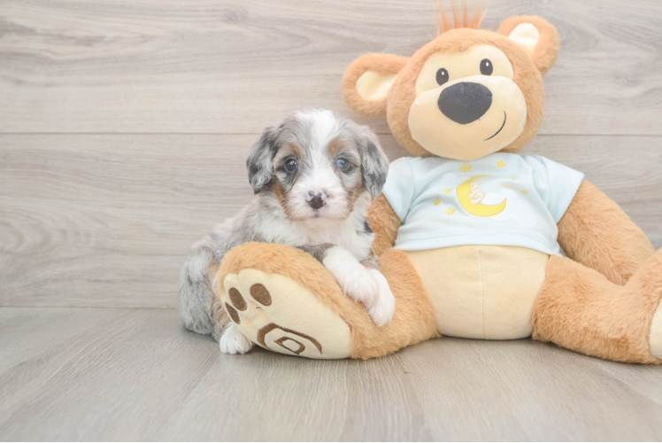 Little Mini Bernepoo Poodle Mix Puppy