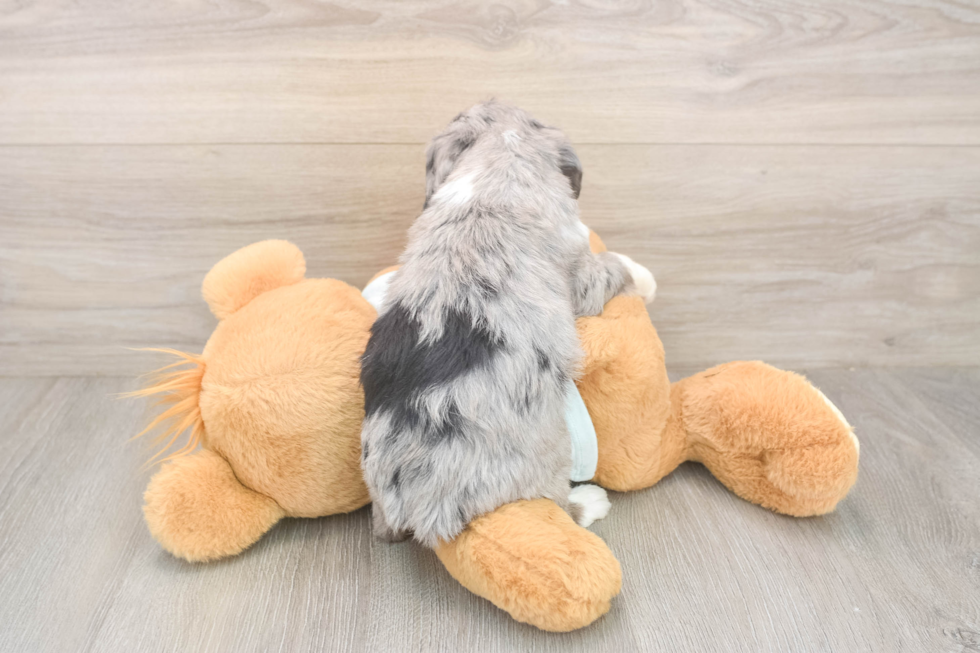 Little Mini Berniedoodle Poodle Mix Puppy