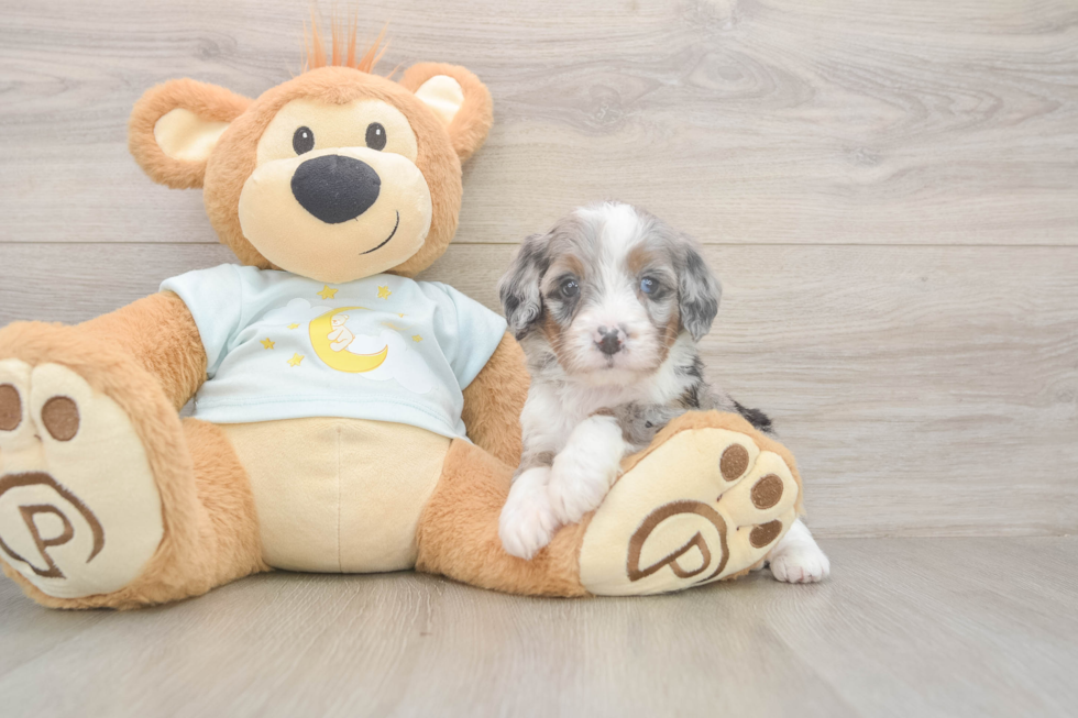 Mini Bernedoodle Pup Being Cute