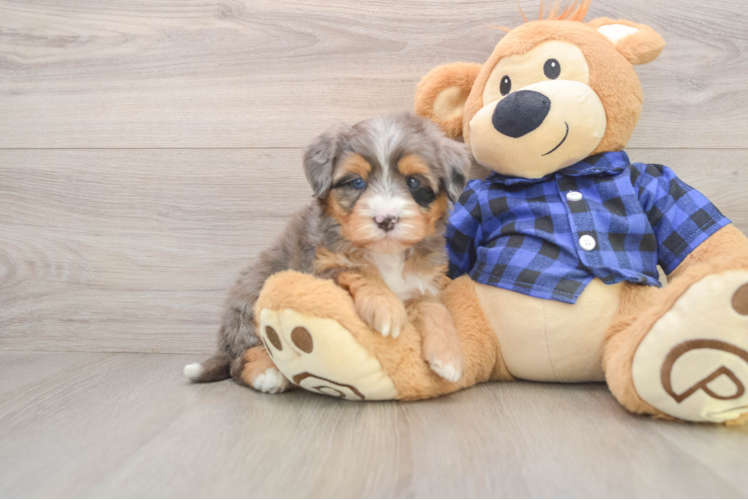 Mini Bernedoodle Puppy for Adoption