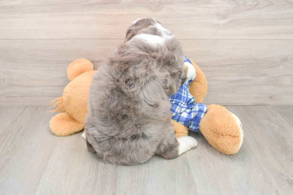 Mini Bernedoodle Puppy for Adoption