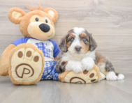 6 week old Mini Bernedoodle Puppy For Sale - Lone Star Pups