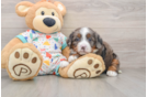 Energetic Mini Bernesedoodle Poodle Mix Puppy