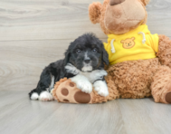 8 week old Mini Bernedoodle Puppy For Sale - Lone Star Pups