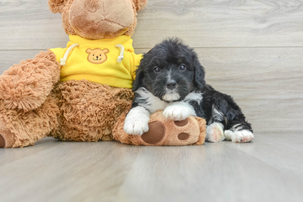 Smart Mini Bernedoodle Poodle Mix Pup