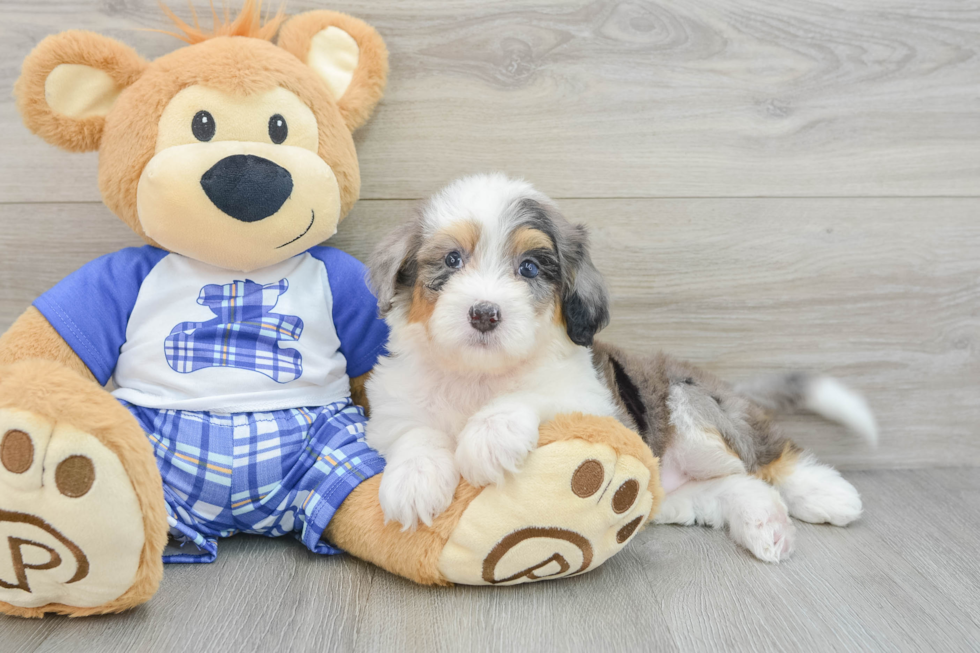 Sweet Mini Bernedoodle Baby