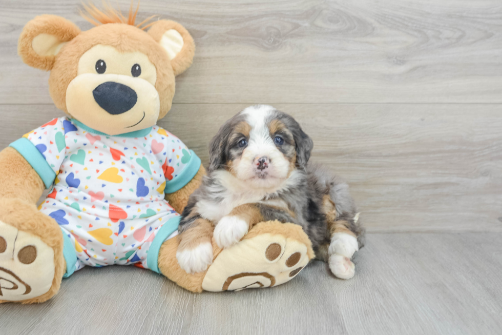 Mini Bernedoodle Puppy for Adoption