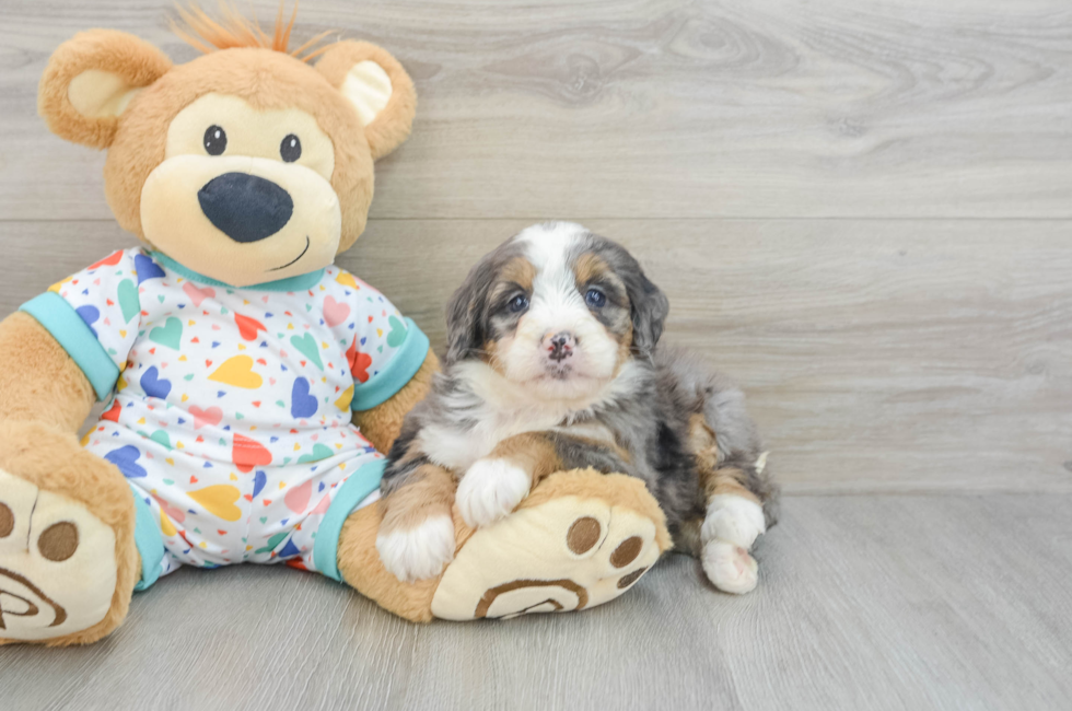 6 week old Mini Bernedoodle Puppy For Sale - Lone Star Pups