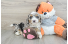 Mini Bernedoodle Puppy for Adoption
