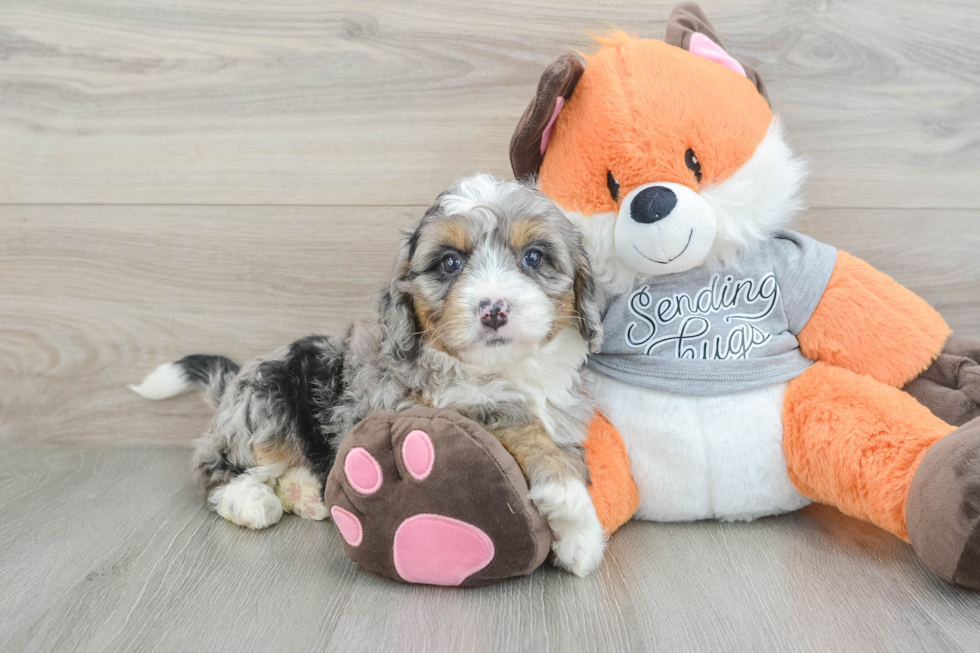 Mini Bernedoodle Puppy for Adoption