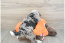 Best Mini Bernedoodle Baby