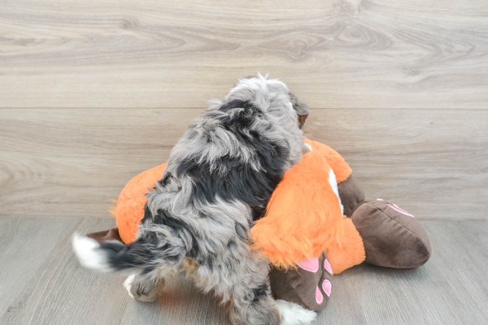 Best Mini Bernedoodle Baby