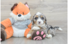 Mini Bernedoodle Puppy for Adoption